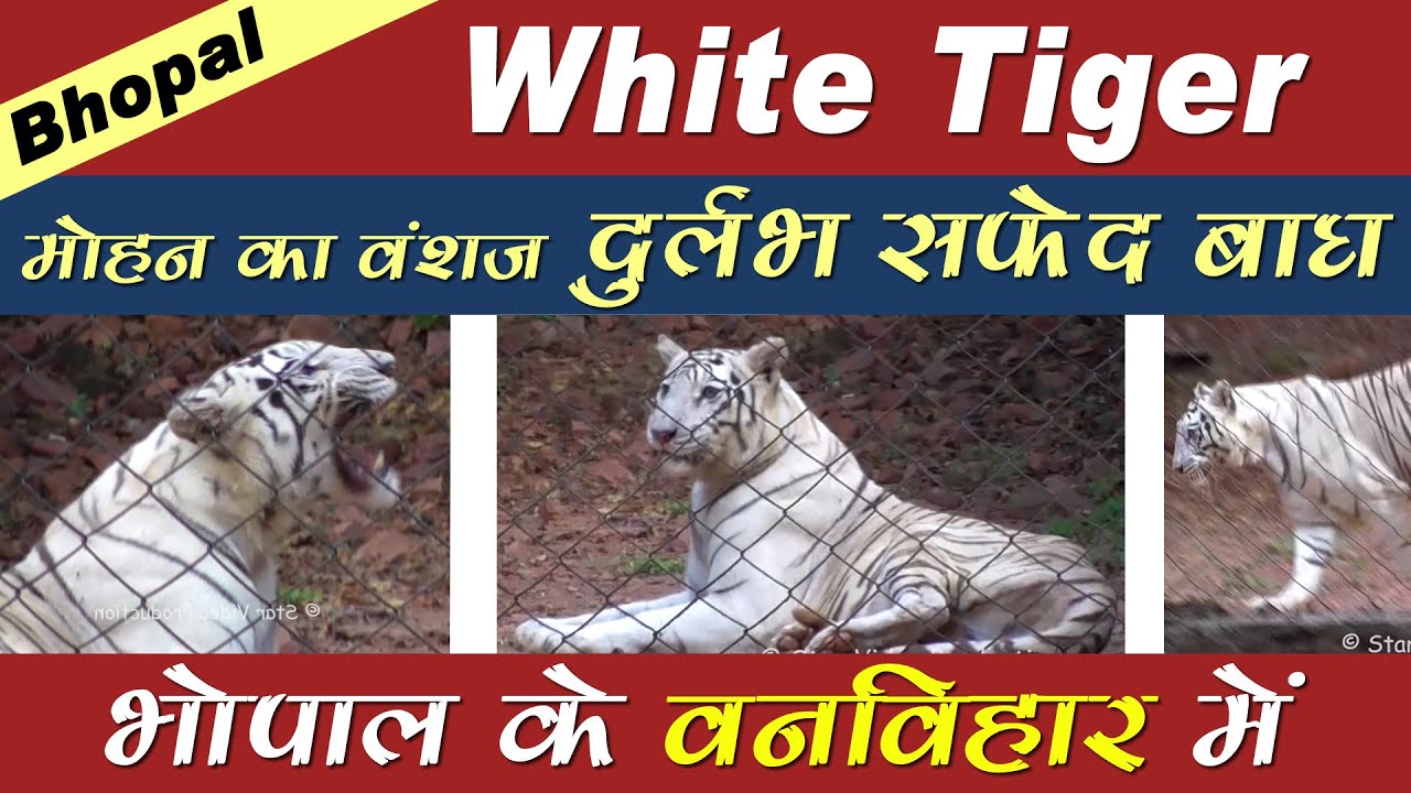 White Tiger At Van Vihar National Park Bhopal