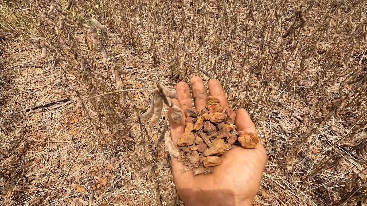 Mais um dia de luta colhendo e plantando