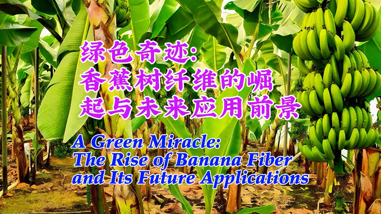 綠色奇蹟：香蕉樹纖維的崛起與未來應用前景｜A Green Miracle: The Rise of Banana Fiber and Its Future Applications