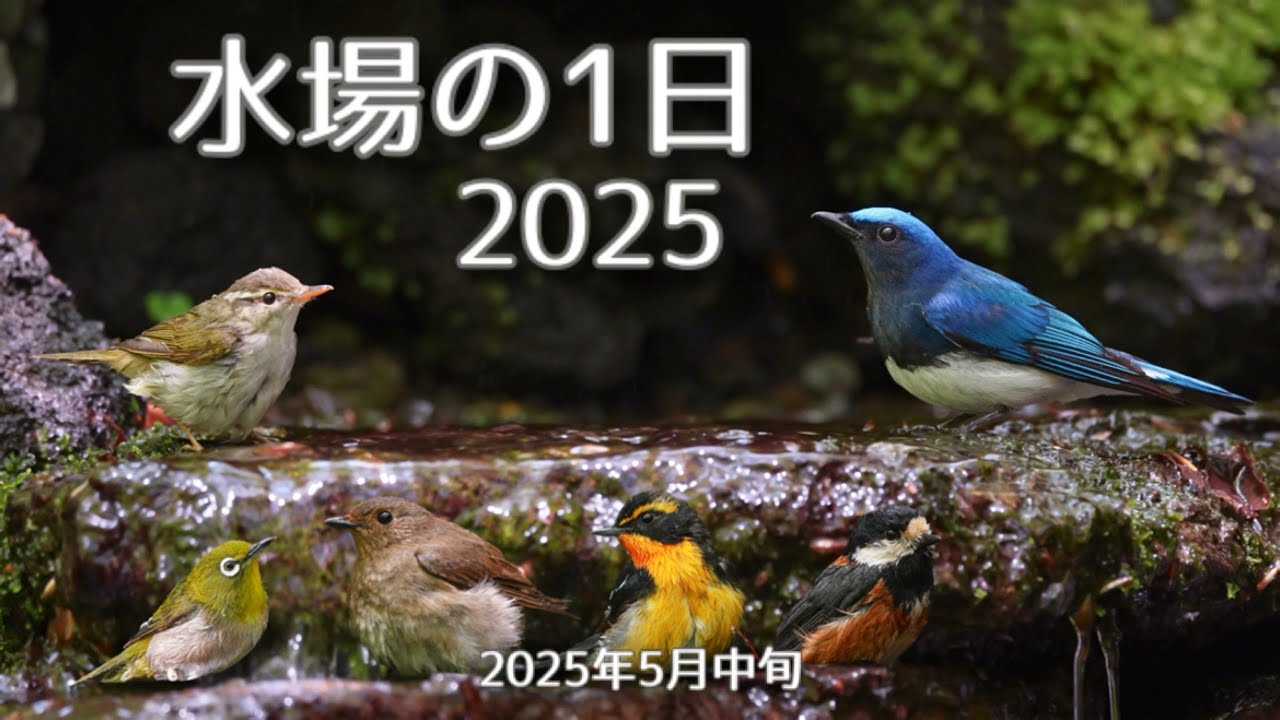 【野鳥撮影】水場の1日 2025 初夏のオオルリ祭り！