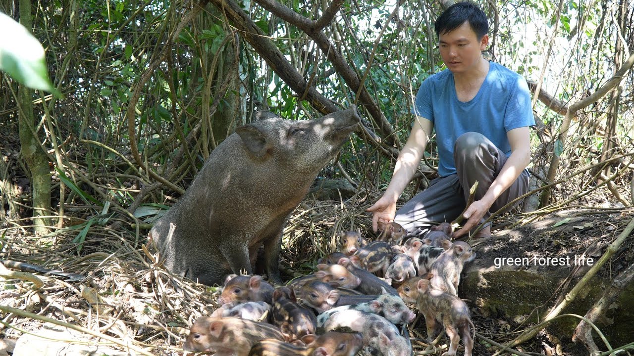 The sow escaped into the forest and gave birth to many wild piglets. Green forest life