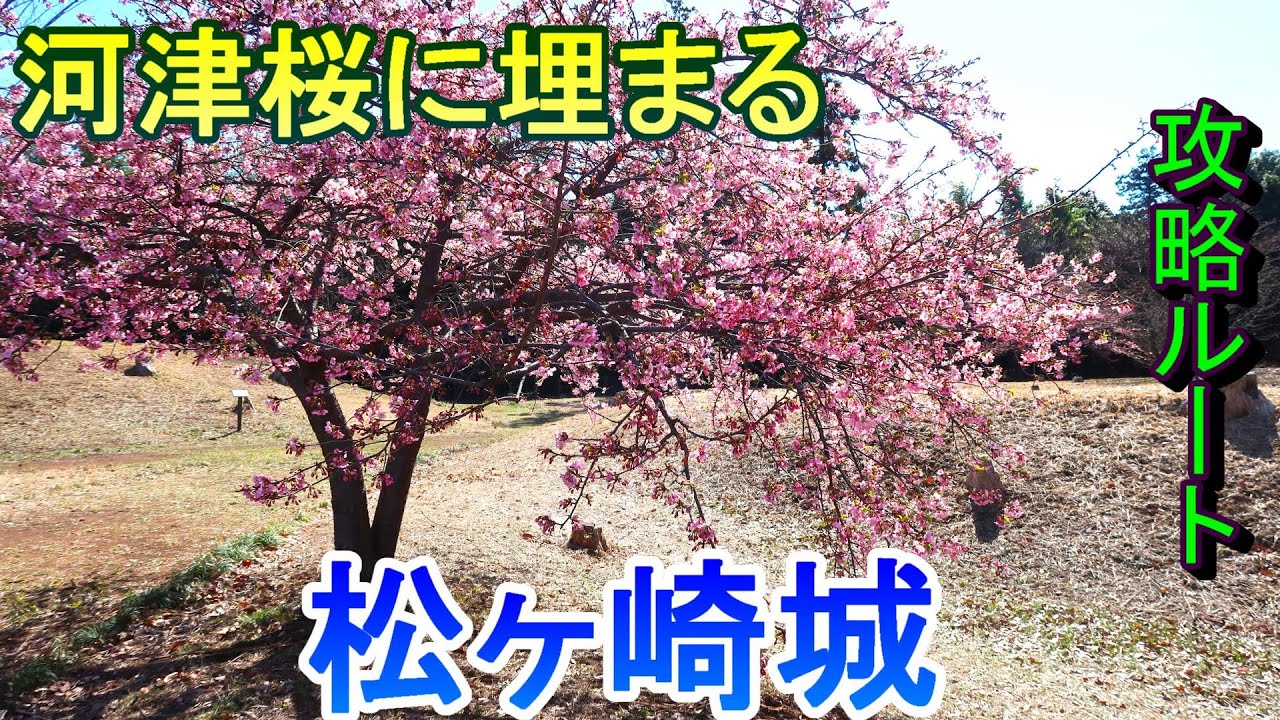 【城めぐり】河津桜に埋まる　松ヶ崎城　千葉県【攻略ルート】