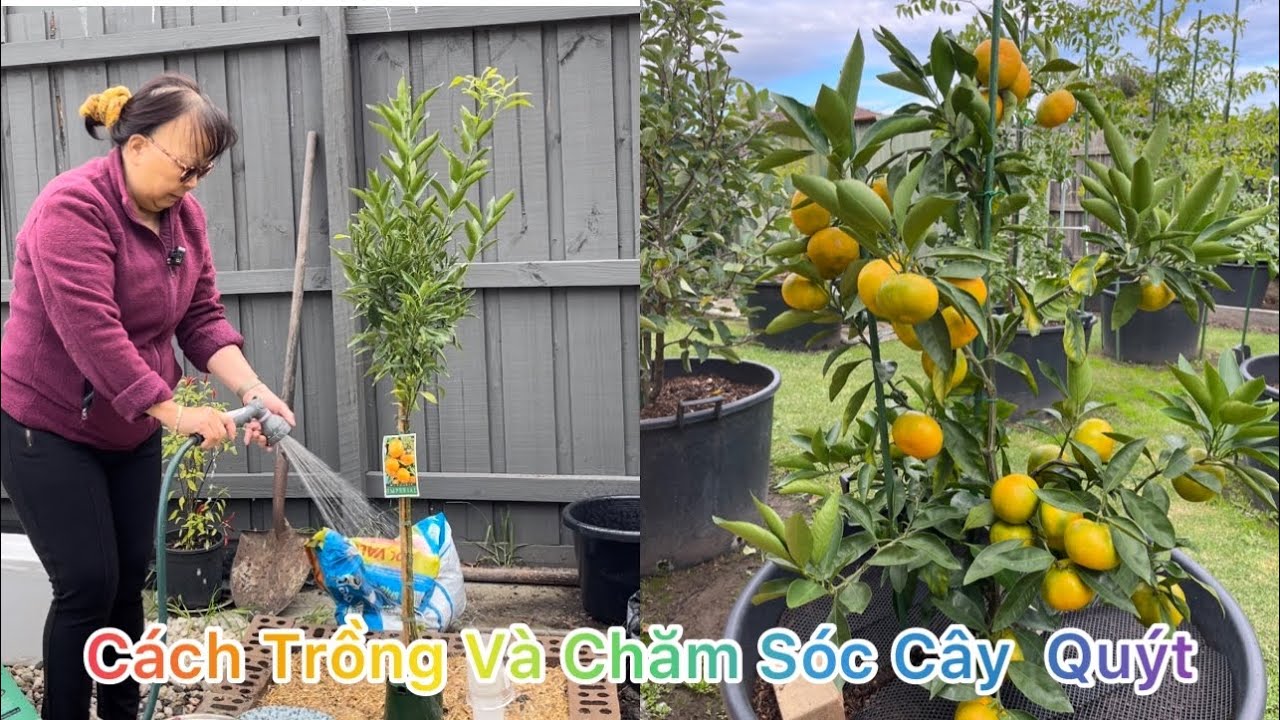 CUỘC SỐNG ÚC l CÁCH TRỒNG VÀ CHĂM SÓC CÂY QUÝT RA NHIỀU TRÁI l HOW TO GROW MANDARIN