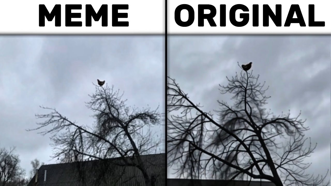 Screaming Chicken On Tree Meme vs Original Video