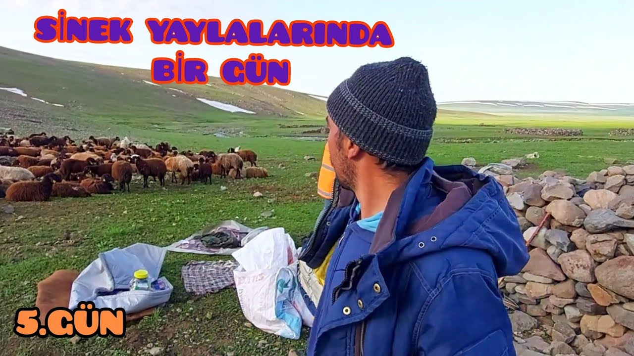 SİNEK YAYLALARINDAN GEÇİYORUZ(ağrı)--HIRÇO TEK BAŞINA DİĞER SÜRÜ KÖPEKLERİNE KAFA TUTUYOR
