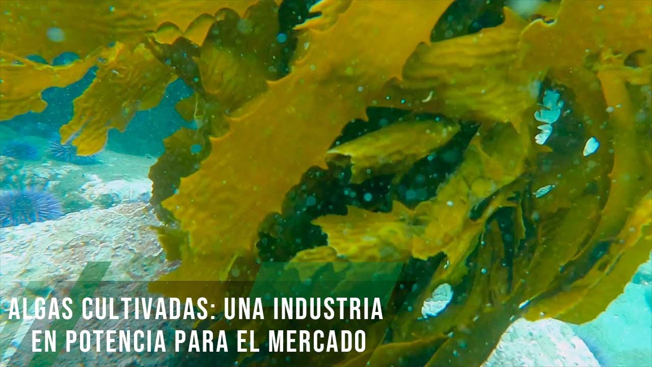 Algas cultivadas: una industria en potencia para el mercado - TvAgro por Juan Gonzalo Angel Restrepo