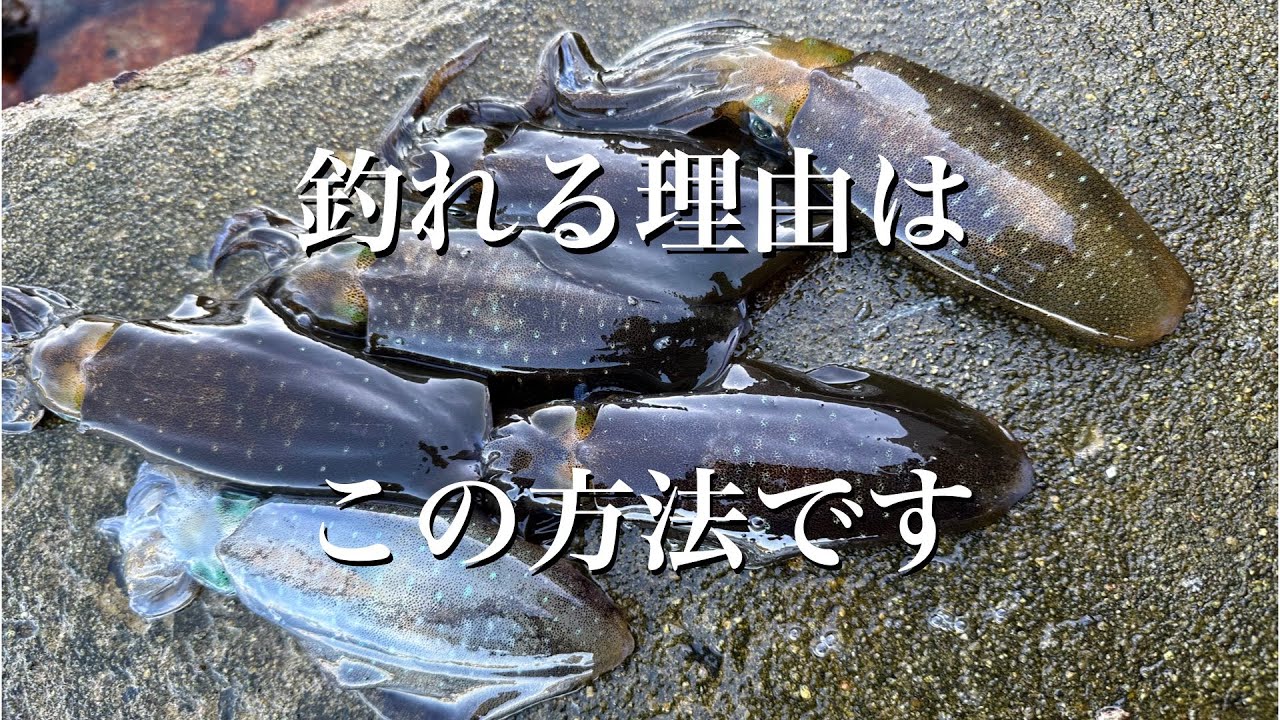 【エギング】シャクった後コレをするだけで釣果が上がります