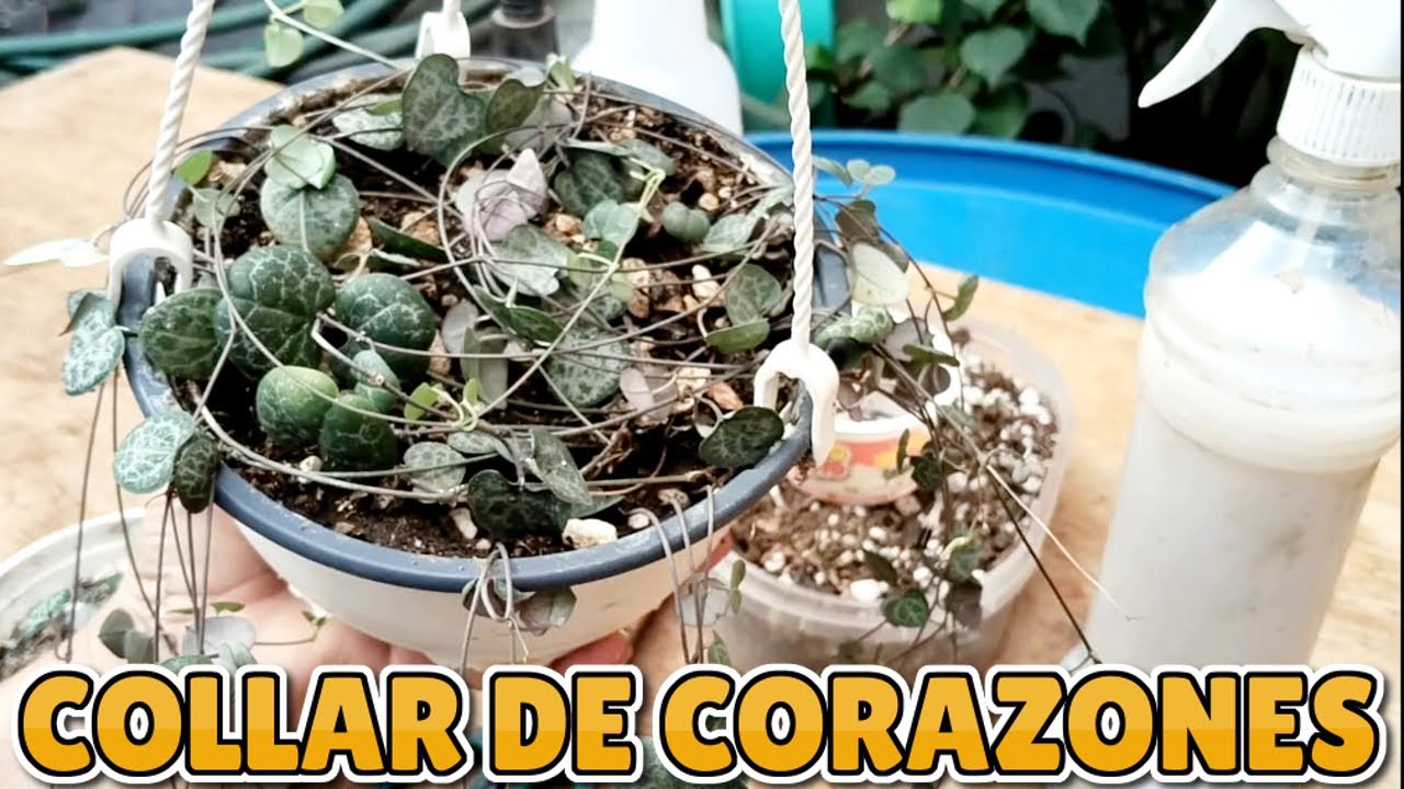 CEROPEGIA WOODII (Collar de corazones) Todo lo debes saber de ella