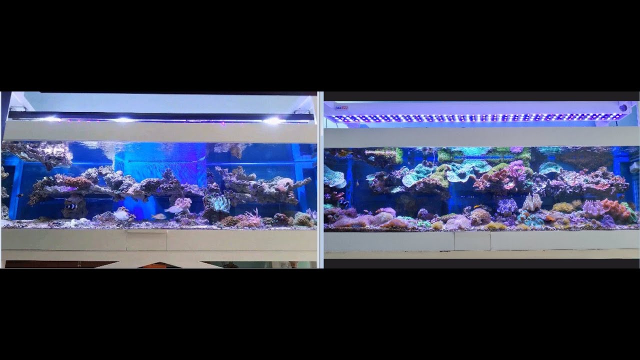 Suplementação de Cálcio, Buffer, Magnésio e Iodo Mais Iluminação - Aquashow - Parte CLXVII