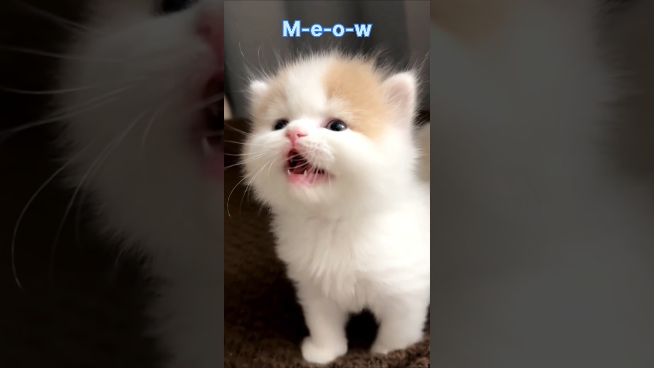 KITTENS Meow