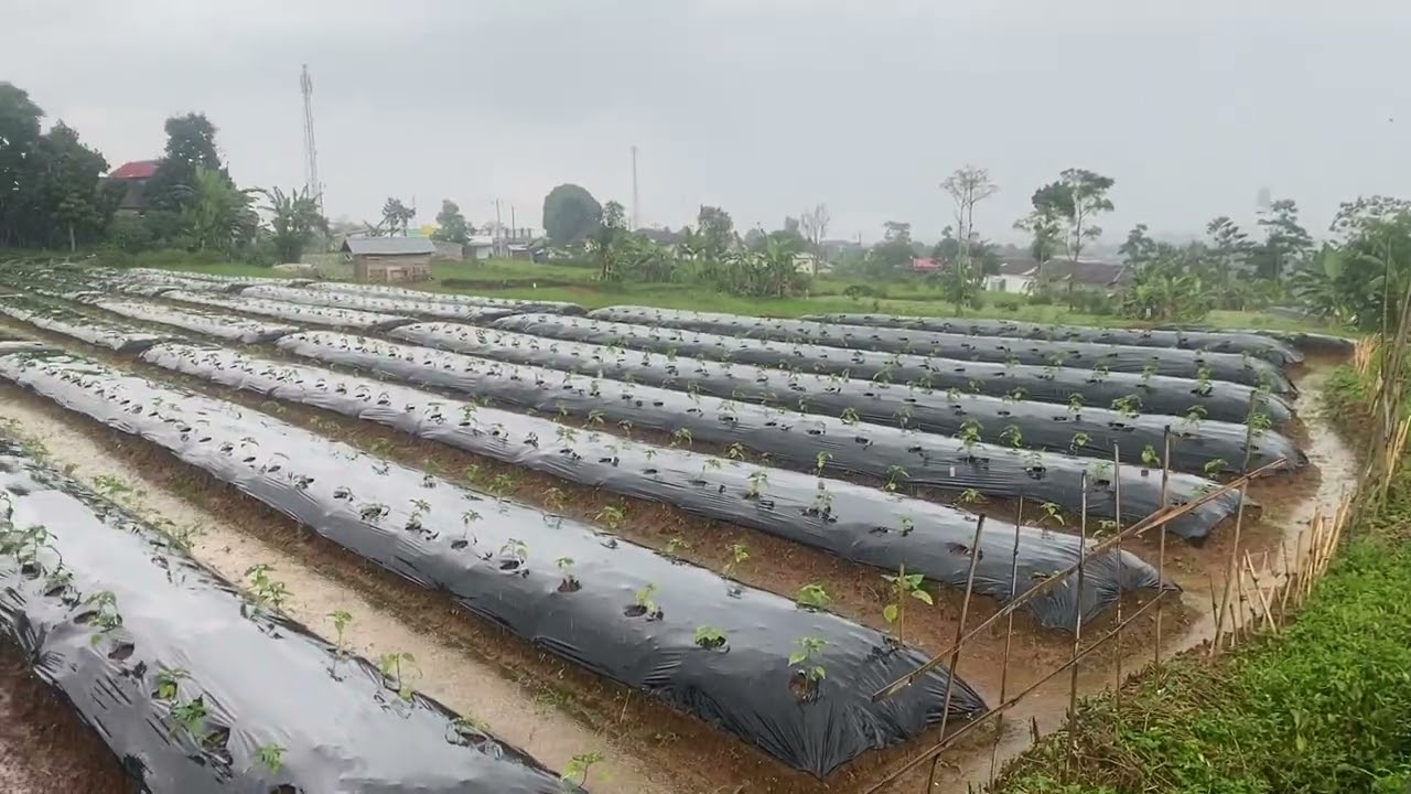 Berjalan di tengah hutan Deras 