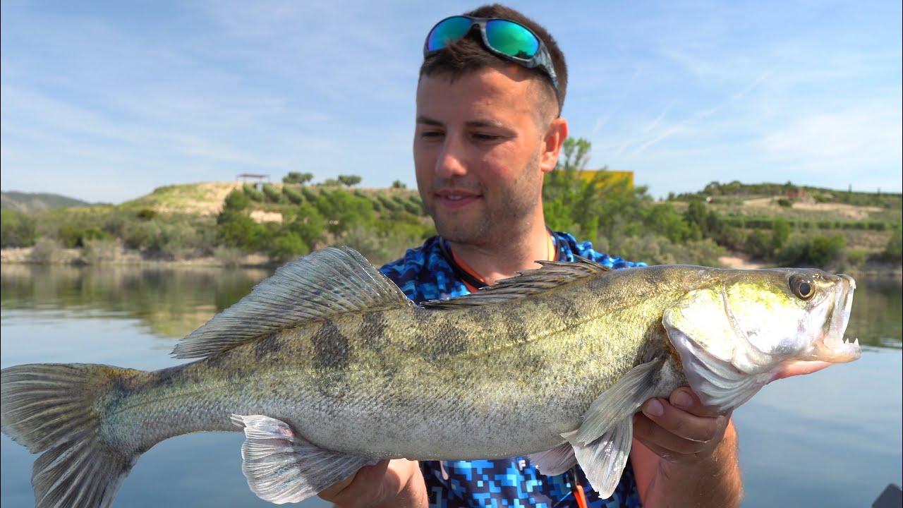 Luciopercas en Mequinenza con Deeper Pro+2