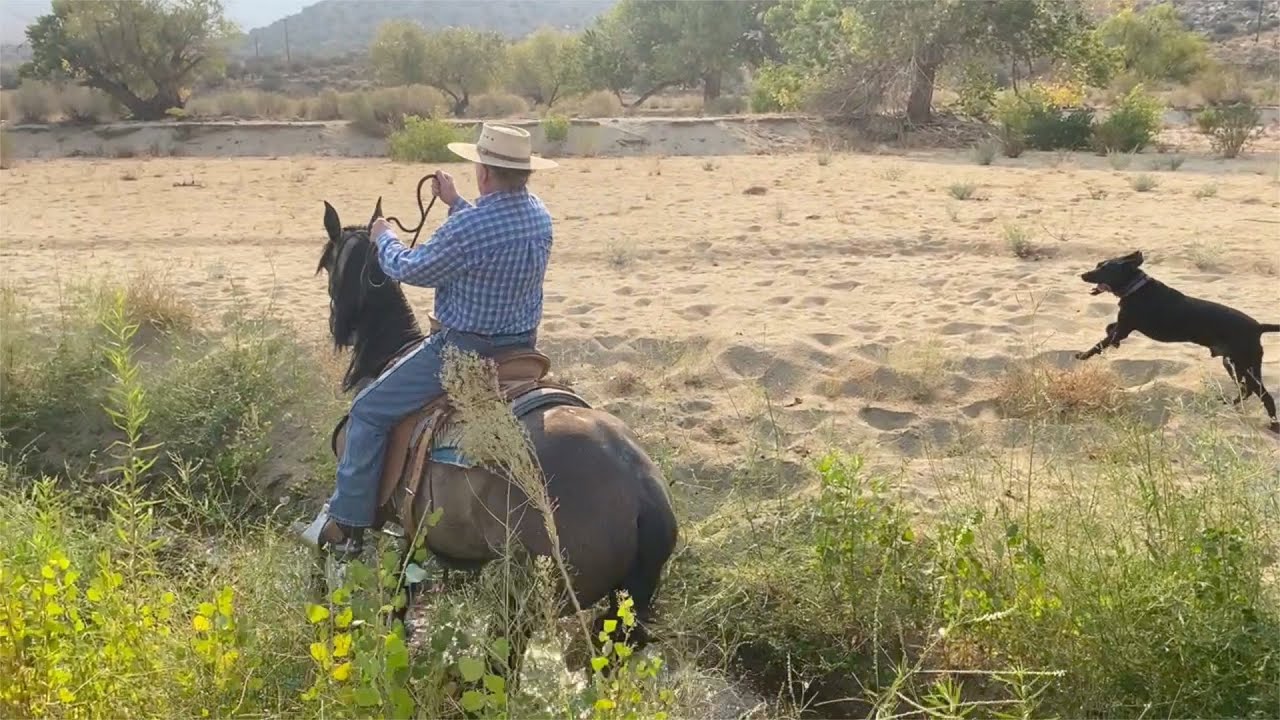 Chinaco: Going Back to the Halter
