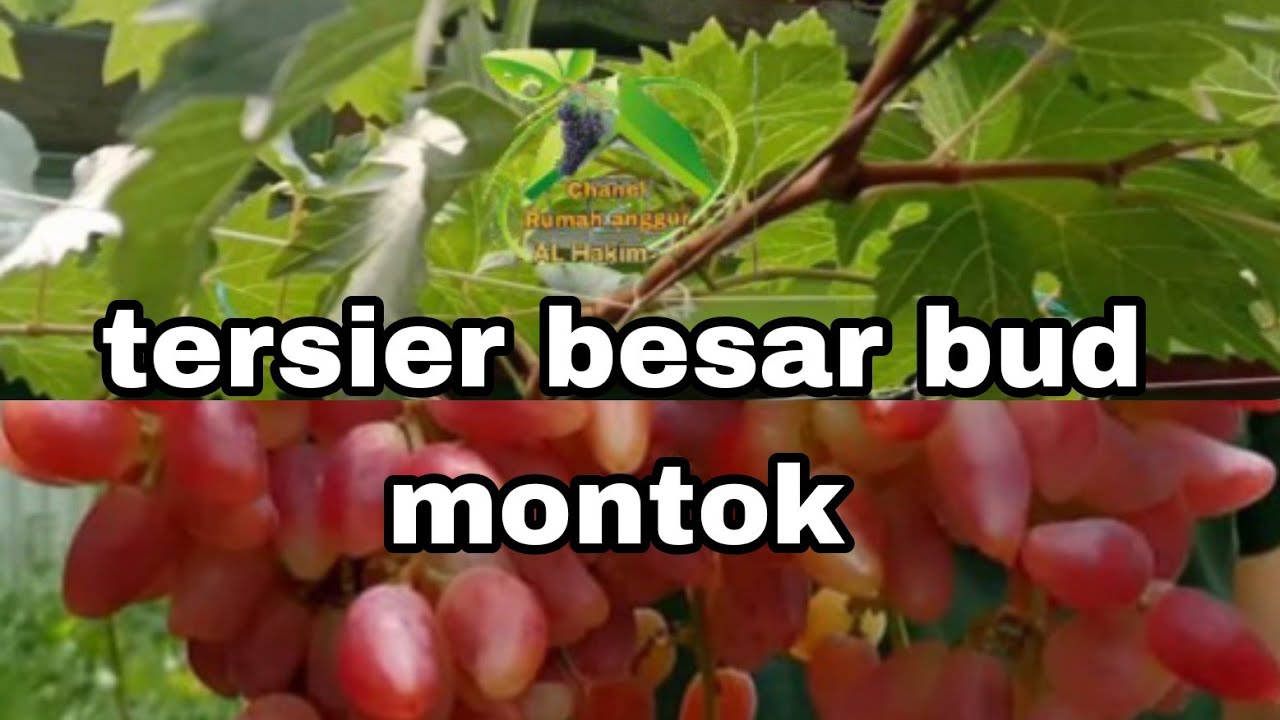 CARA MEMUPUK ANGGUR AGAR CABANG TERSIER DAN TUNAS BUD TUMBUH BESAR,@rumahangguralhakim