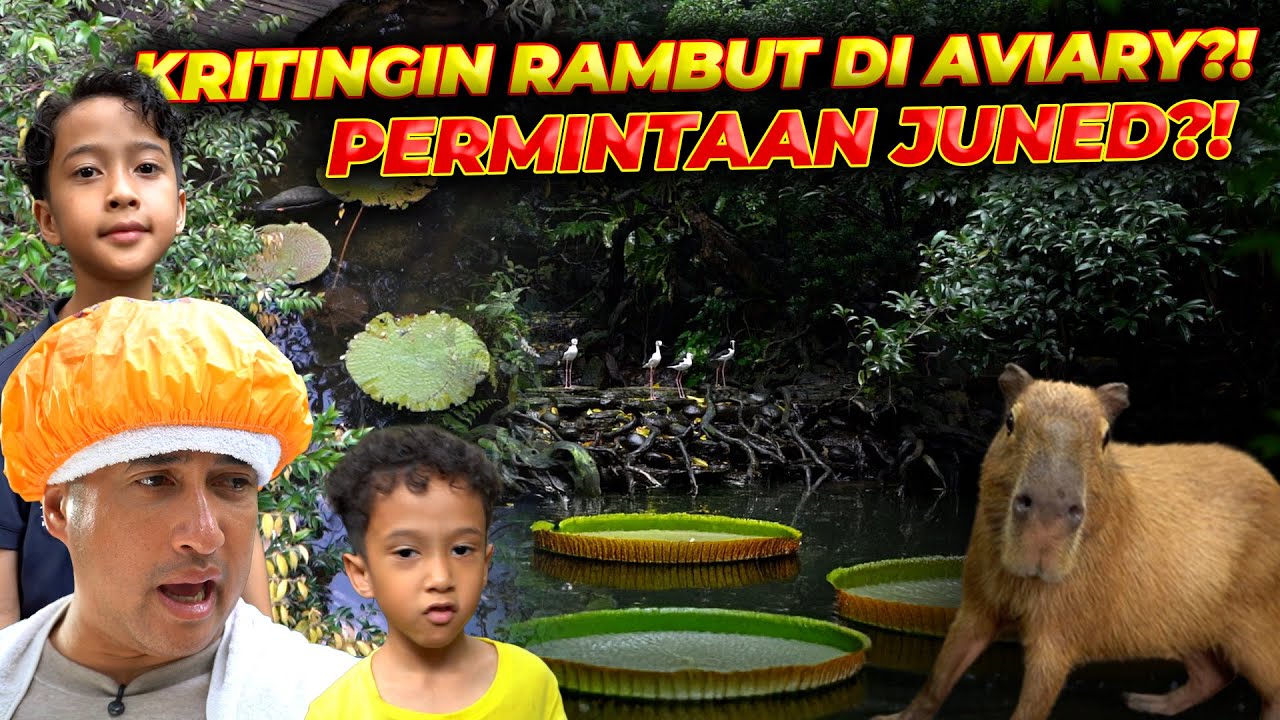 WOW..!! RATU KOLAM DARI AMAZON  DATANG..!! TERATAI RAKSASA 3 METER..!!