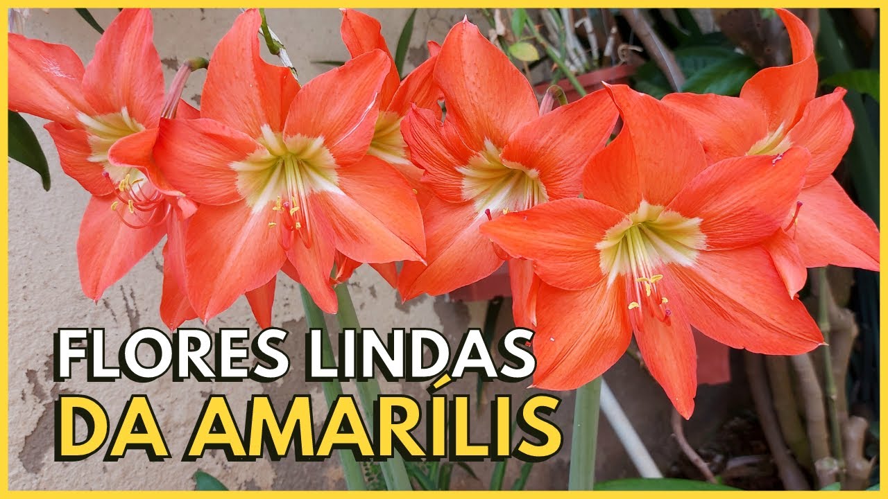 AMARÍLIS UMA PLANTA DE FLORES LINDAS! | Aprenda a cultivar a AMARÍLIS ou Hippeastrum.