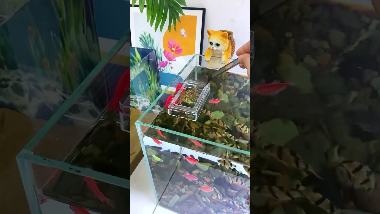 The suction cup food box is based on the cost performance #foodtray  #guppy #aquascapegallery #fish