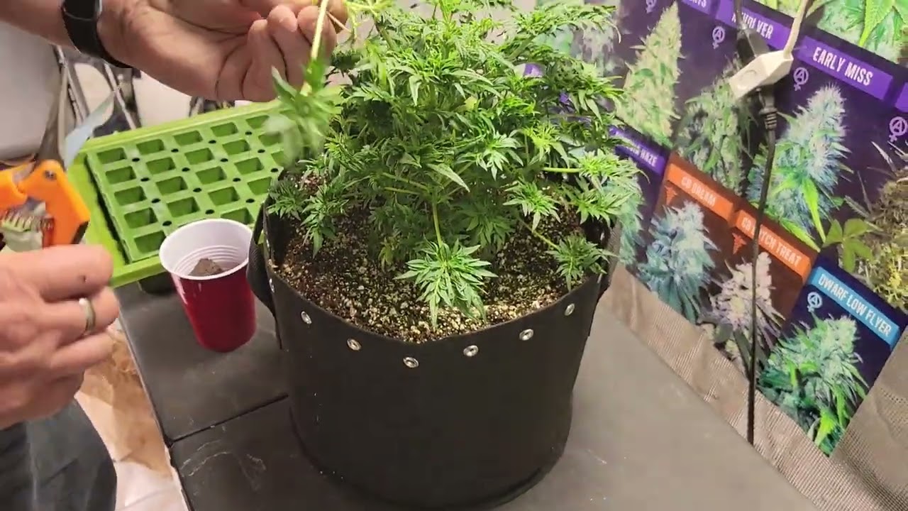Taking Freakshow Strain Clones #MarsHydro #FCE4800 #GrowYourOwn