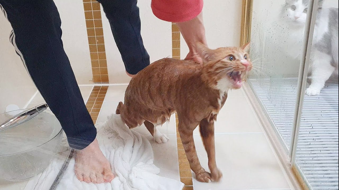 [Русские субтитры] Первый Банный День Моего Котёнка