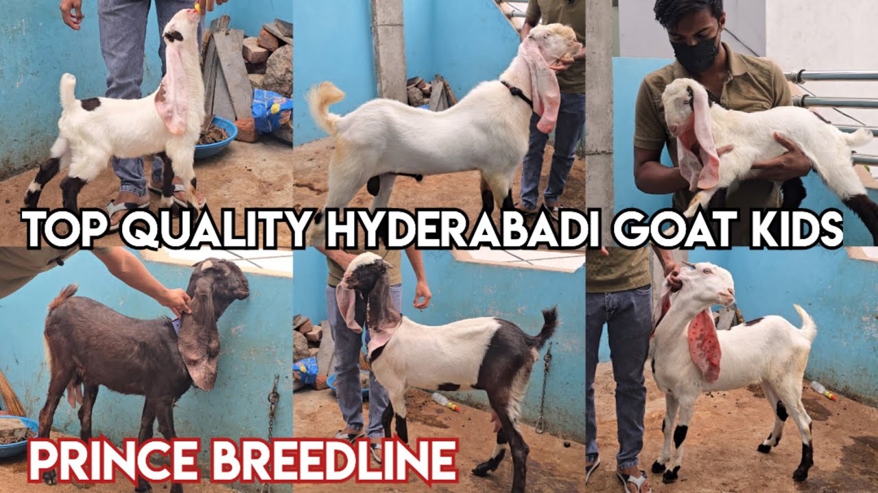 Top Quality Hyderabadi Goat Kids available in Hyderabad | Prince breedline hyderabadi bakre bakriya