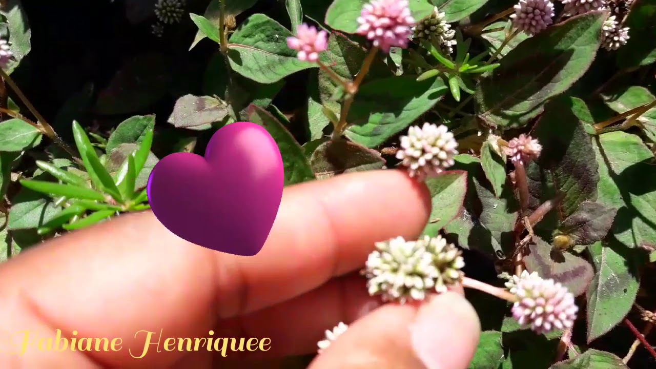 Tapete Ingl&ecirc;s (Polygonum capitatum)
