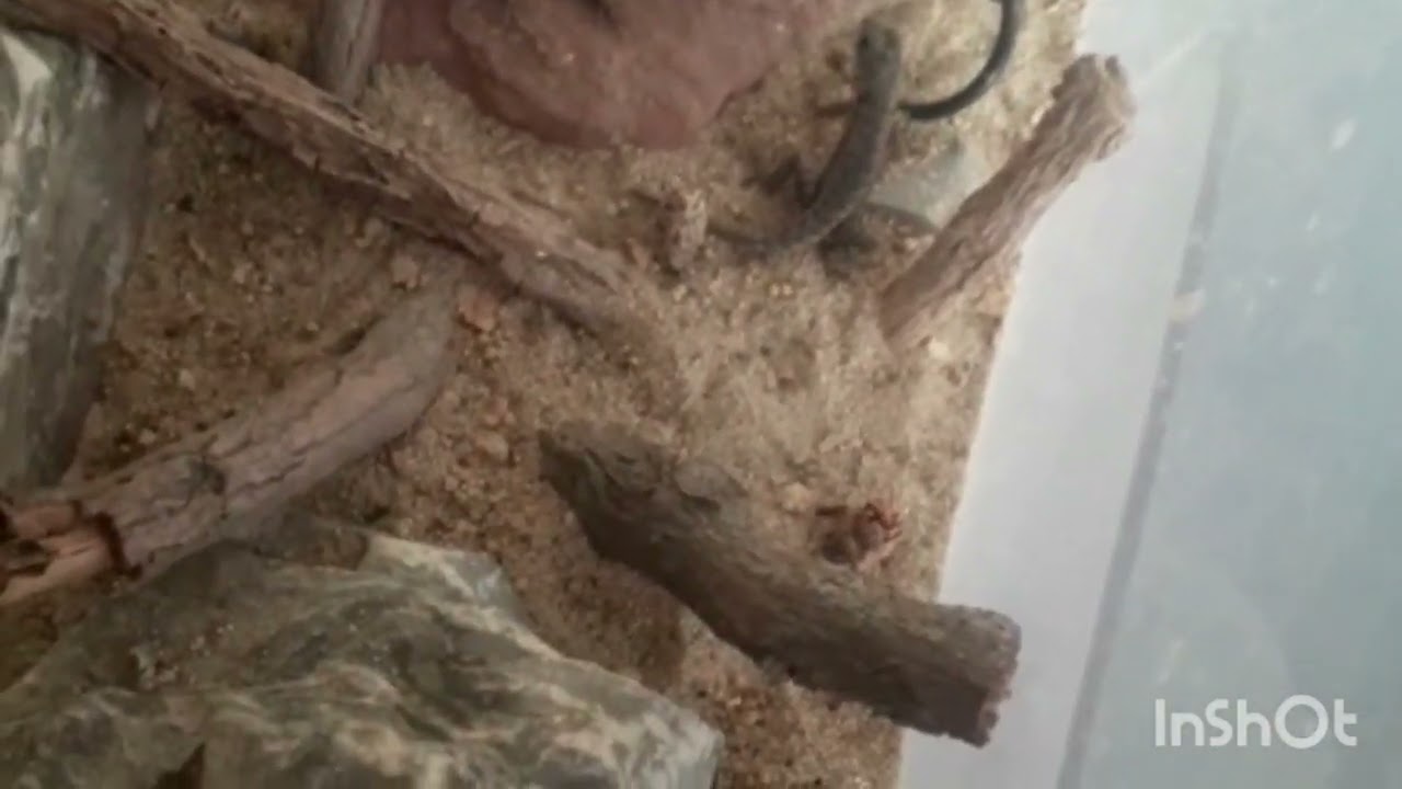 Falando sobre os cuidados necessários para começar o treinamento corretamente do largato calango🦎🦎