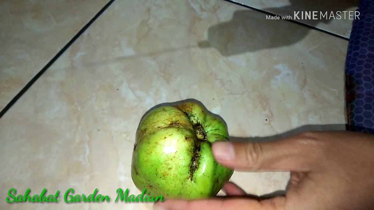 Ngeri!!! Ini yg terjadi pada jambu Siu Mik Pala saat dibelah