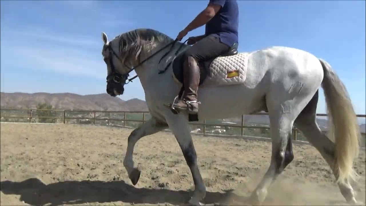 ANDALUZ, PRE, Hengst, geboren 2010