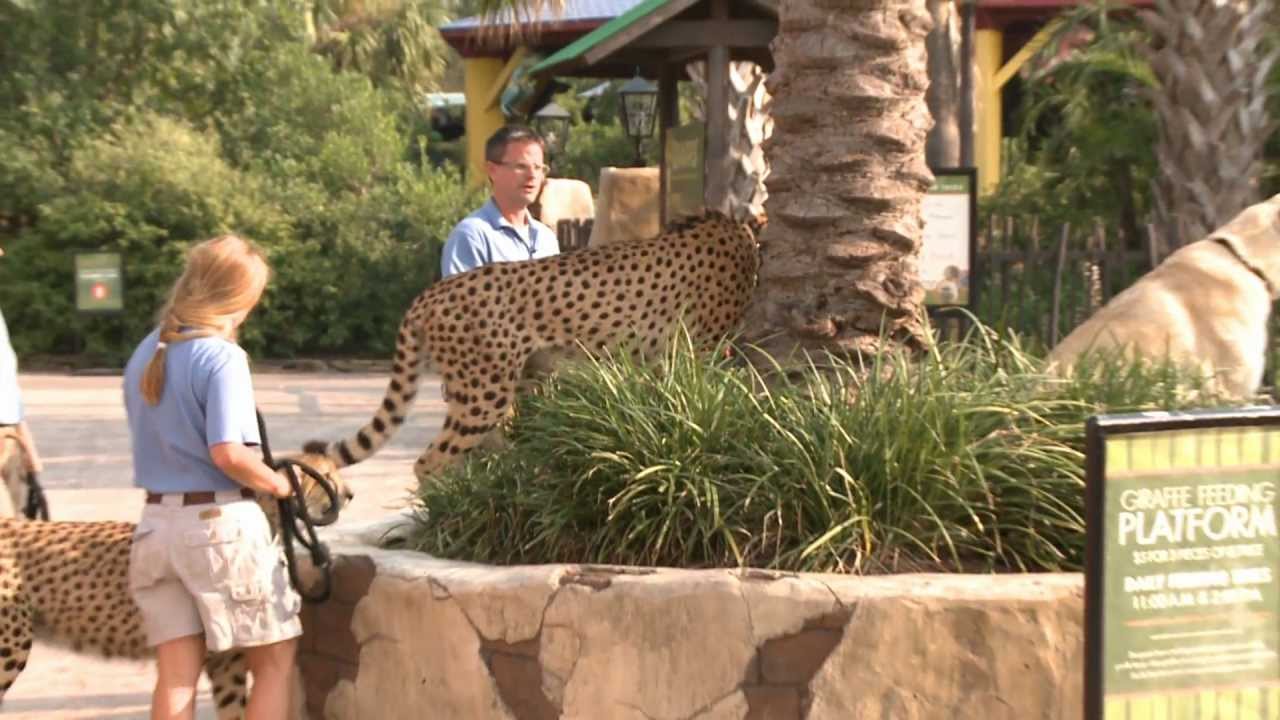 Cheetahs Take a Walk around the Houston Zoo