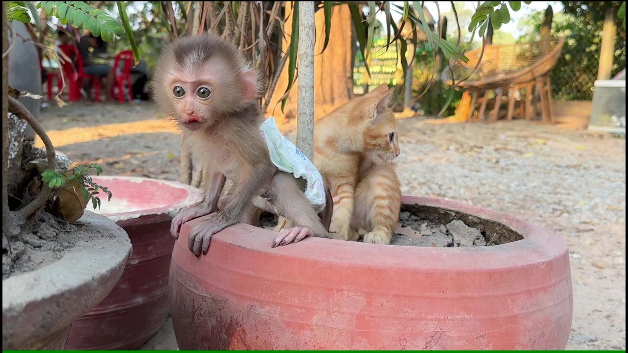 Baby monkey playing and make friend with Kitten