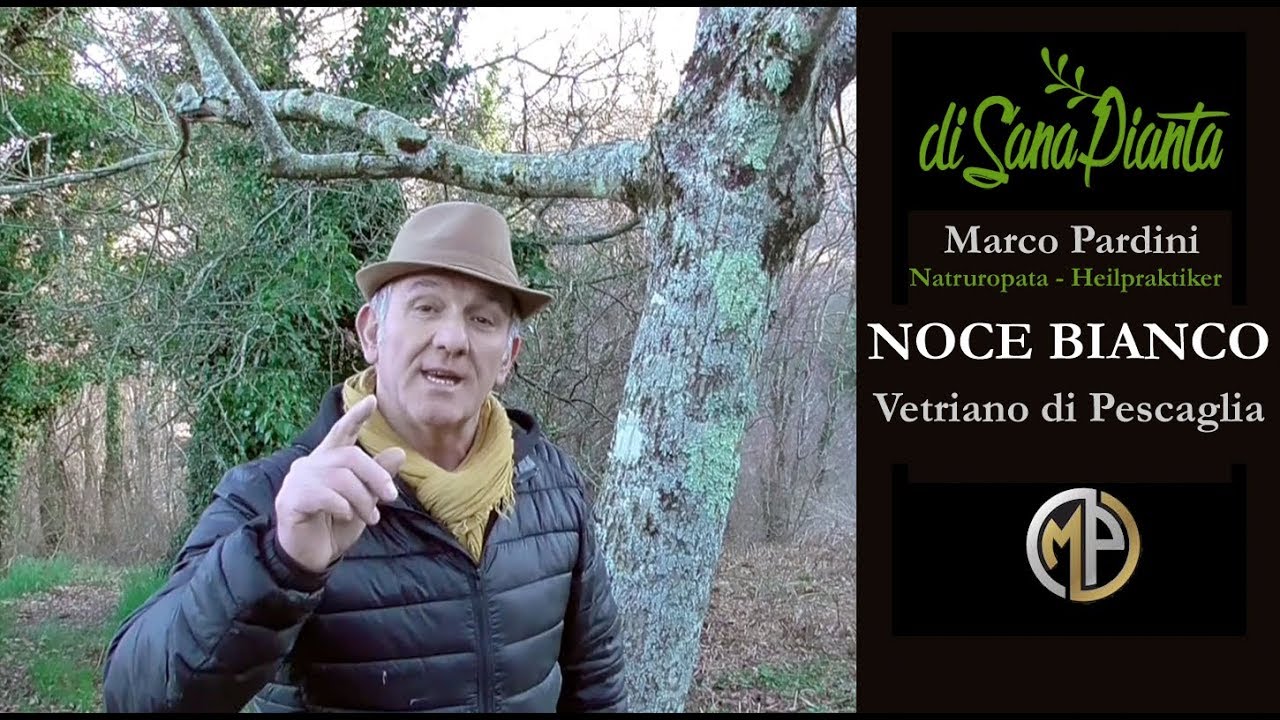 NOCE BIANCO