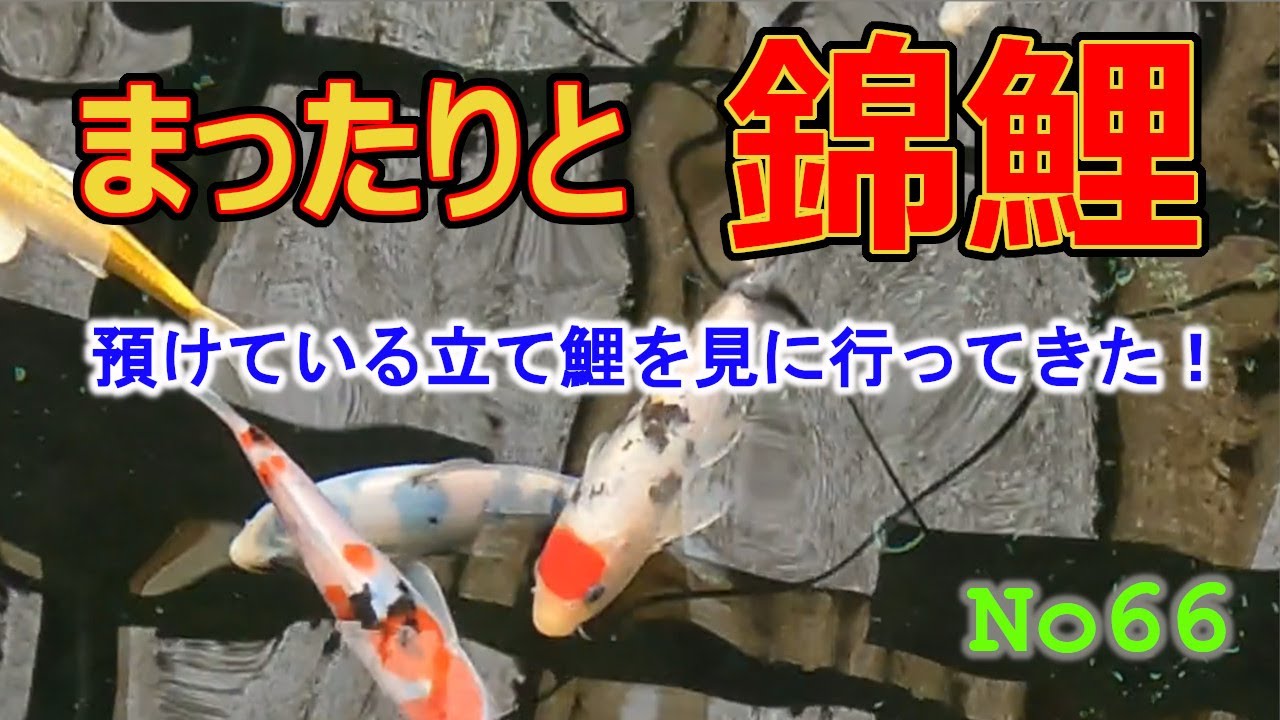 まったりと錦鯉No66【預けている立て鯉を見に行ってた！】