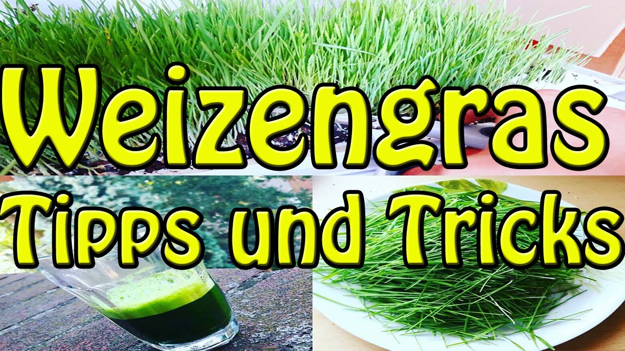 Weizengras im Garten die Inhaltsstoffe + Anbau und Saftausbeute mit dem Angel Juicer #2