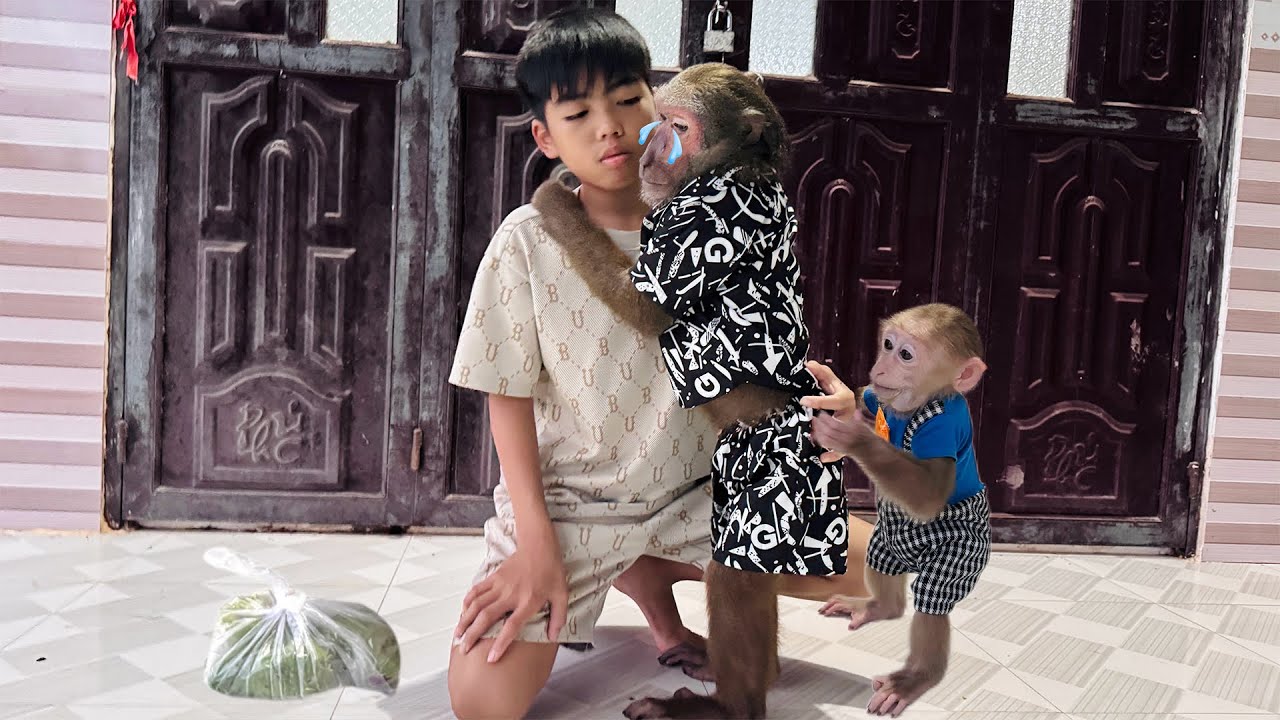 Abu and Baby Monkey Were Sad When They Heard Sad News from Mom!