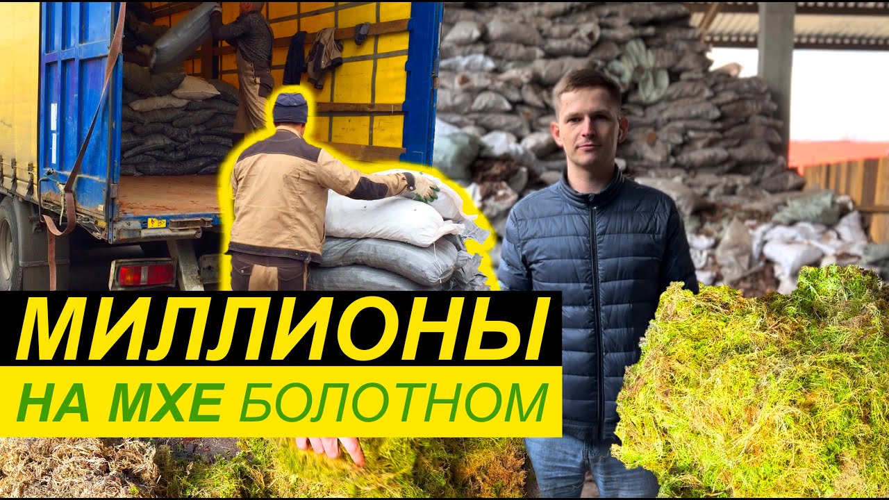 Мох сфагнум – КАК ЗАРАБОТАТЬ 💰💰💰 / Покупают фурами 😱