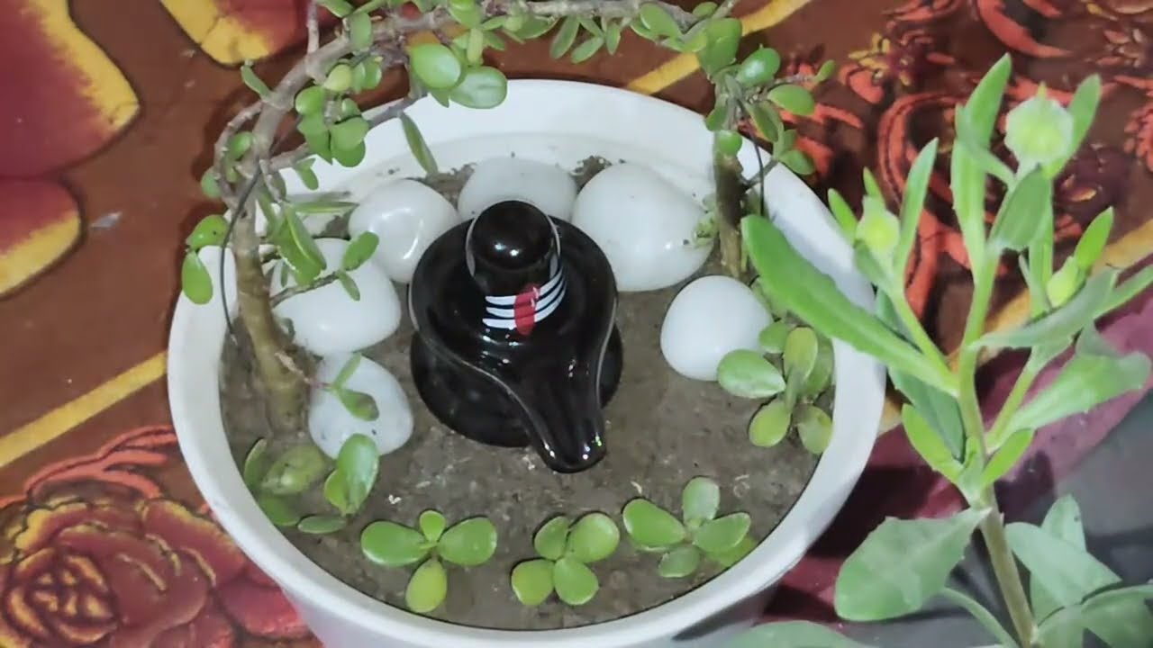 Terrace Gardening With Harish is live