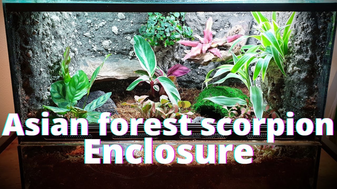 How to build a scorpion enclosure
