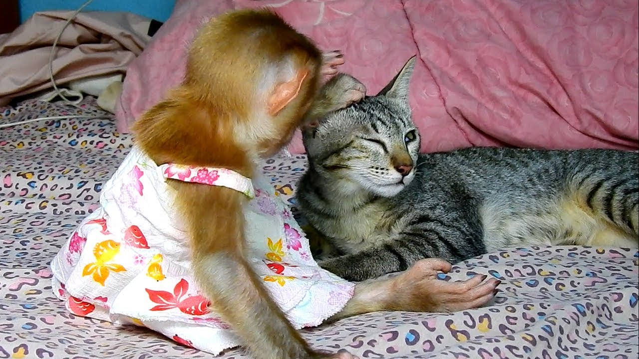Monkey Maly staying in room with kitty