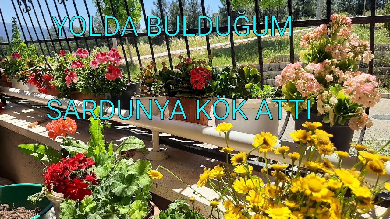 #SARDUNYA BAKIMI#TOPRAK SEÇİMİ VE HANGİ #HAVA ŞARTLARINI SEVER!💥