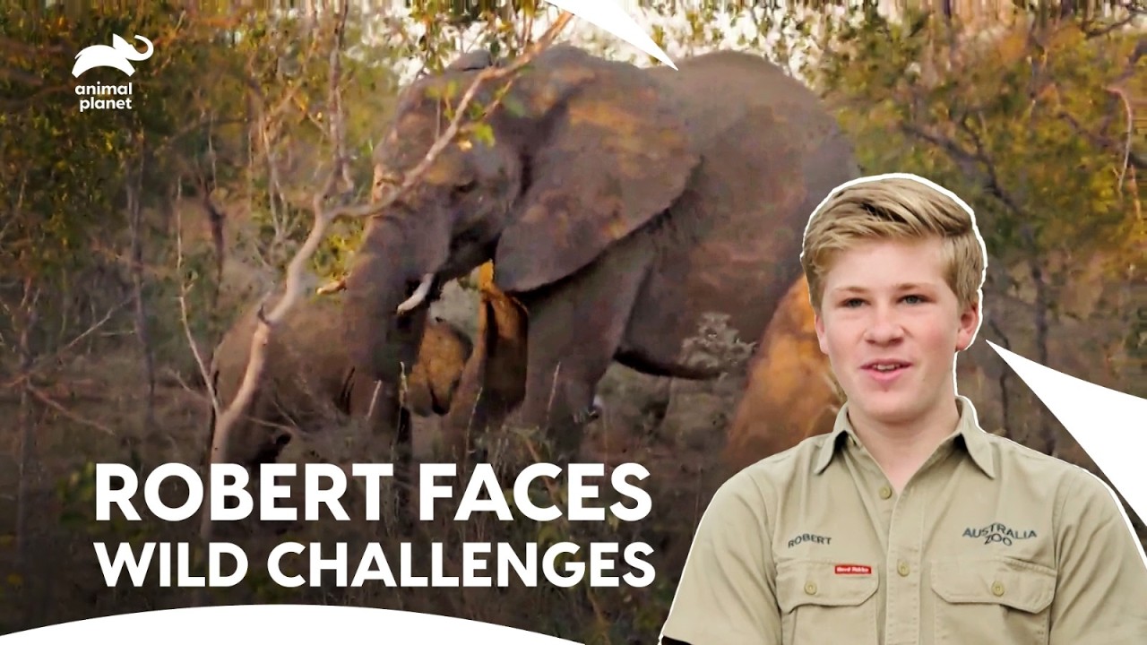 Will Robert Capture These FIVE African Animals? | Crikey! It's The Irwins S1 E6,7,8| Animal Planet