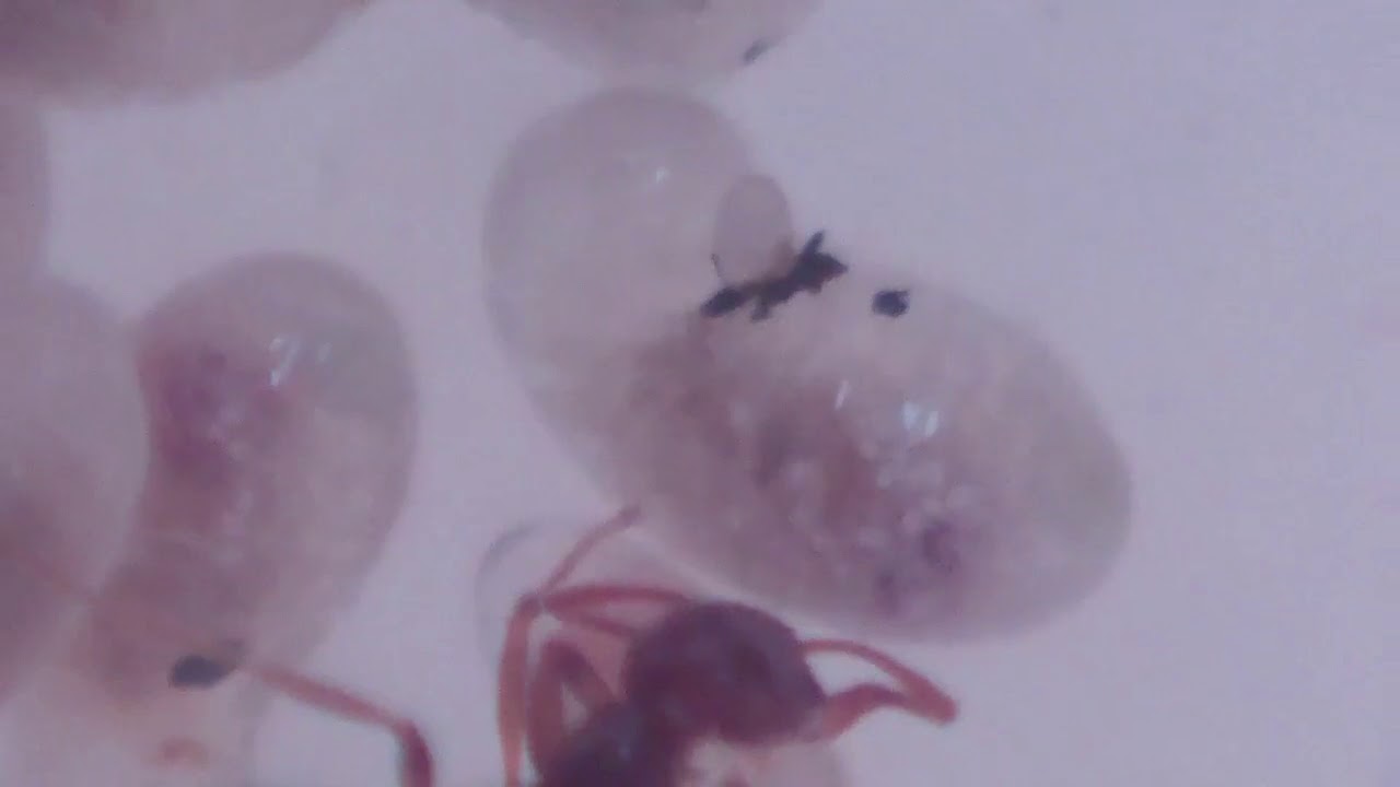 Fire ant larvae making a pig of herself