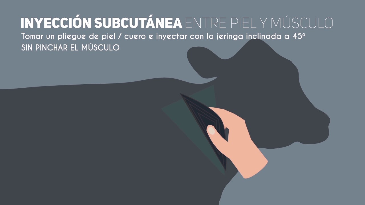 Buenas prácticas para la vacunación contra la fiebre aftosa