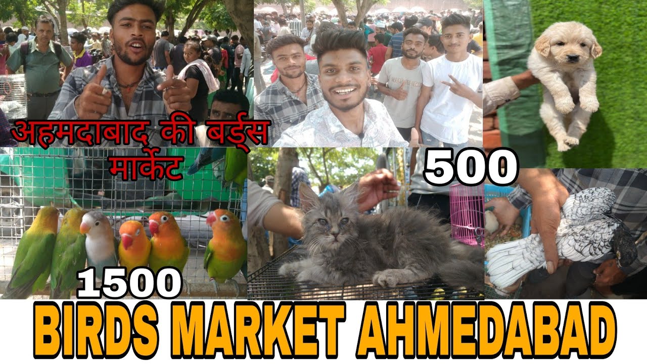 May 7, 2023 बर्ड्स मार्केट अहमदाबाद,||AHMEDABAD SUNDAY MARKET BIRDS  VIDEO#ahemdabad #gujrat