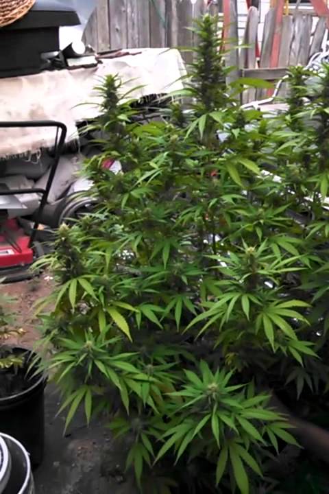 S2E4 Royal Highness Medical Marijuana Grown Outdoors in Colorado