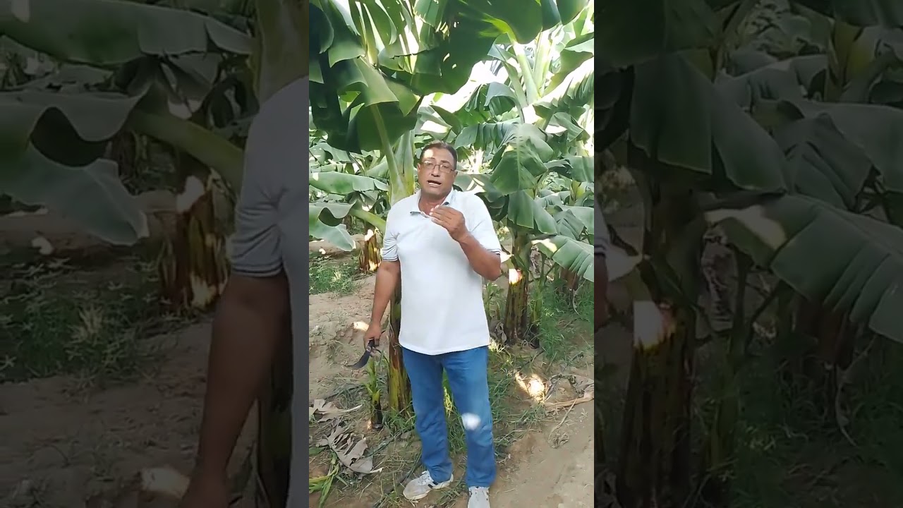 أهك العمليات لشهر اغسطس ومرحلة ما قبل السباط في الموز (امهات ٢٠٢٣) م إبراهيم مهني