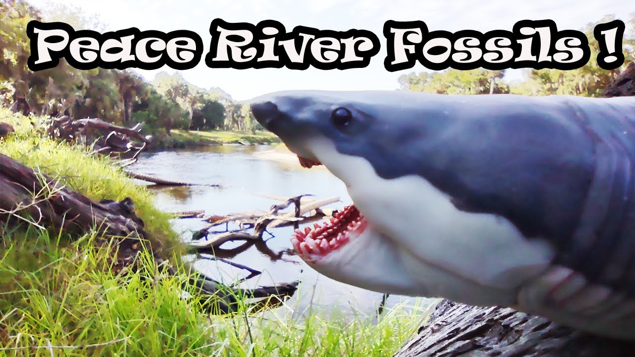 Florida Fossil hunting adventure on Peace river ! #fossil