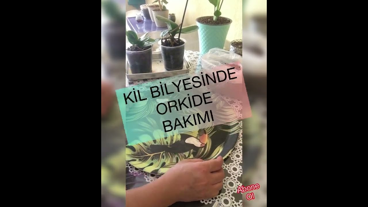 Kil bilyesinde orkide yetişir mi  hep beraber görelim