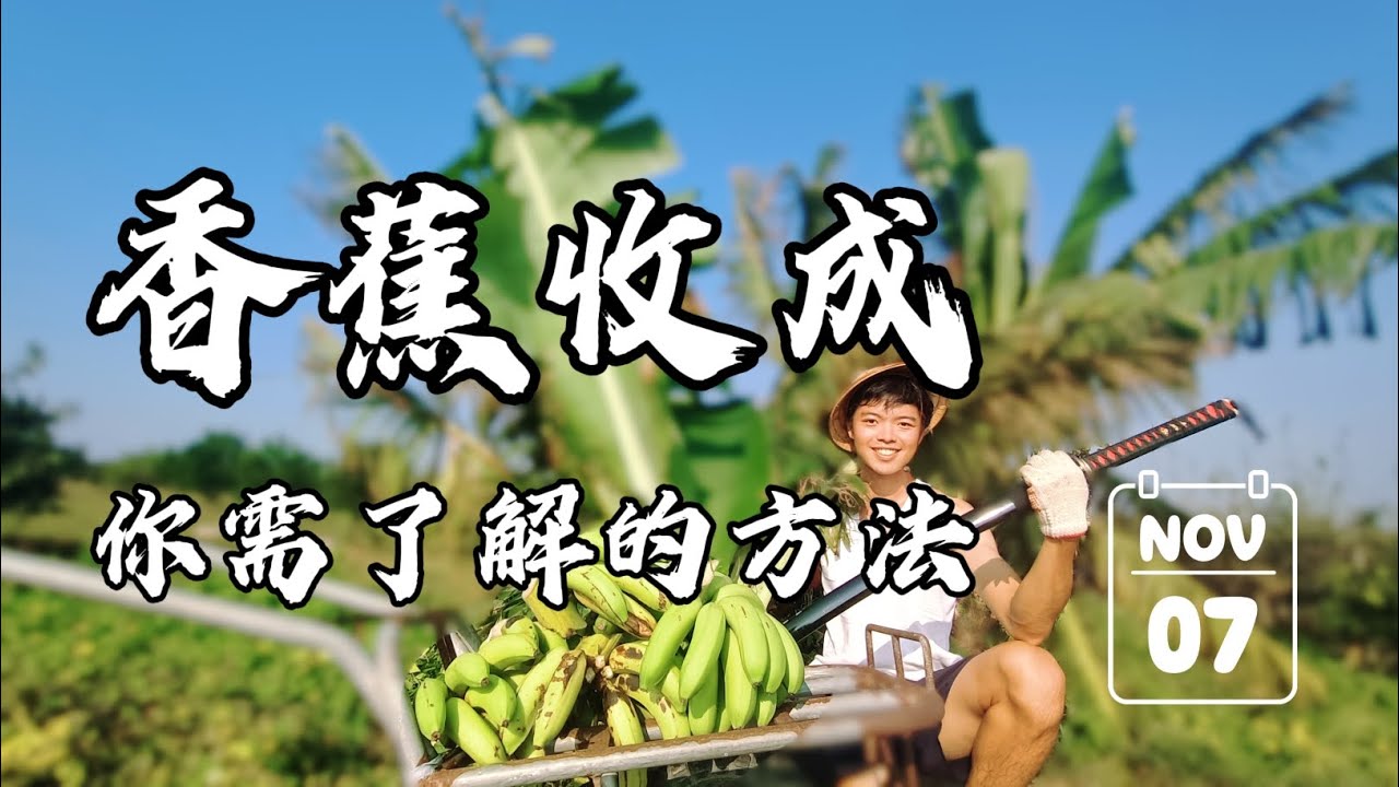 手把手完整香蕉採收🍌 | 香蕉這樣分割保存比較久 | 你看過整串香蕉嗎？ | 紅龍兄有賣酪梨