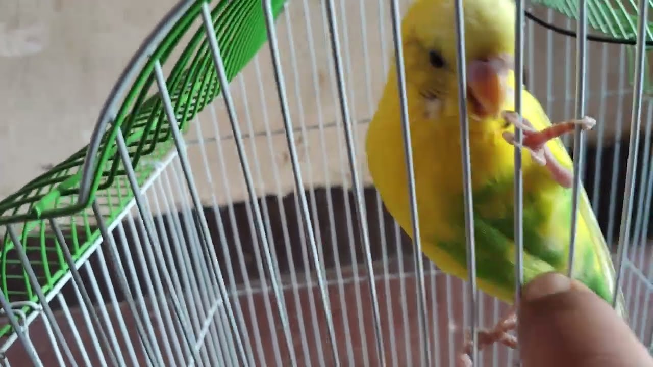 Budgies  parrot 🦜 veri nice moment Today daily vlog uploading#birds lover#budgies