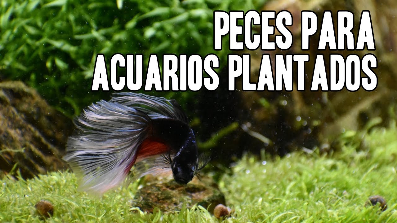 ¿Qué peces se pueden tener en un acuario plantado?